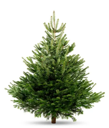 Sapin de Noël 150 - 175 cm